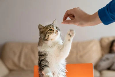 Essential Tips For First Time Cat Owners